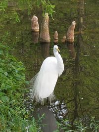 View of bird in lake