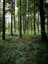 Trees in forest