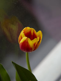 Close-up of tulip