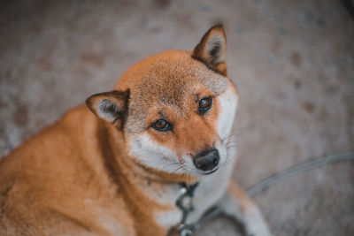 Close-up portrait of a dog