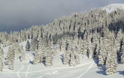 Fir trees covered with snow in the jura mountain by winter, switzerland