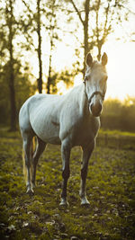 Horse standing in ranch