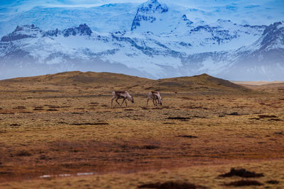 Scenic view of landscape