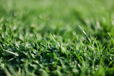 Full frame shot of grass