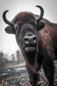 Close-up portrait of a horse