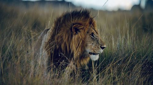 Big lion is looking in the grass