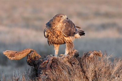 Close-up of owl perching on rock