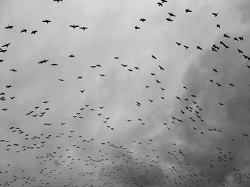 Low angle view of silhouette birds flying against sky