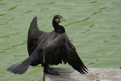 Close-up of bird flying over lake