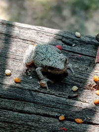 High angle view of crab on wooden table