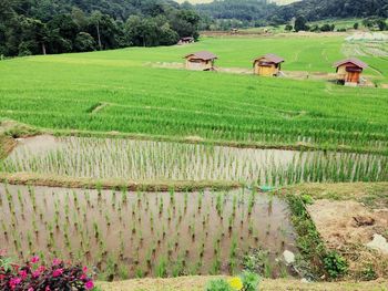 Scenic view of rice field against sky