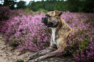 View of dog on field