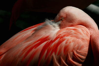 Close-up of flamingo