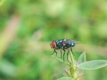 Close-up of insect on plant