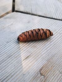 High angle view of butterfly on wood