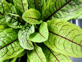 Close-up of fresh green sorrel leaves