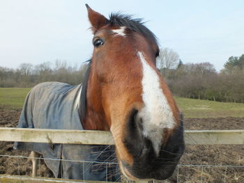 Close-up of horse wrapped in blanket standing at pen