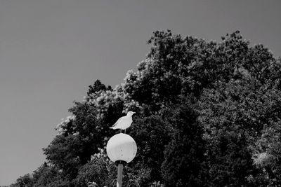Low angle view of trees against clear sky