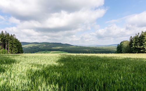 Scenic view of field against sky