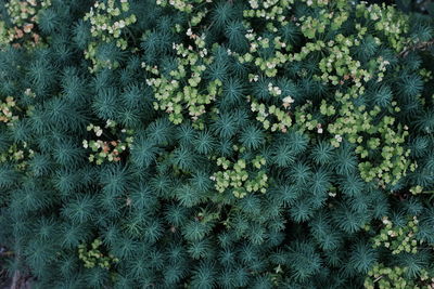 Full frame shot of fresh plants in garden