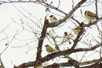 Low angle view of bird perching on tree