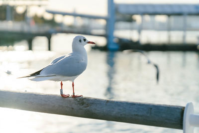 Seagull perching on railing