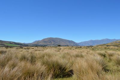 Scenic view of field against clear blue sky