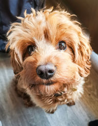 Close-up portrait of dog on floor looking at camera