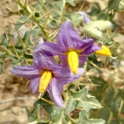 Close-up of purple flower