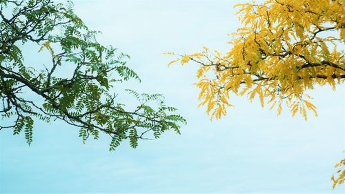 Low angle view of flowering plant against sky