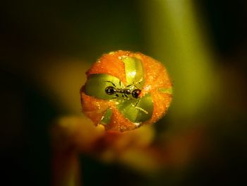 Close-up of caterpillar on fruit