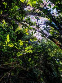 Low angle view of trees in forest