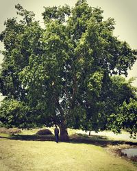 View of a tree