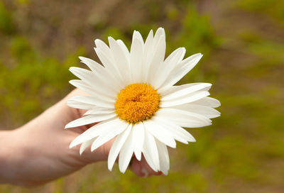 Close-up of hand holding white daisy