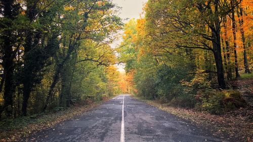 Road amidst trees in forest during autumn