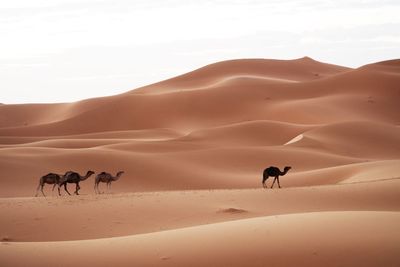 Silhouette people walking on desert against sky