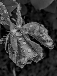 Close-up of water drops on leaf