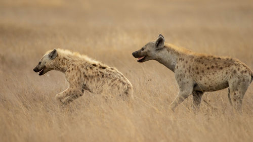 African black spotted hyena