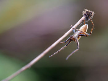 Close-up of spider