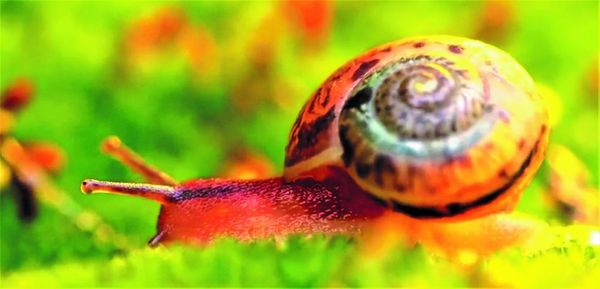 snail