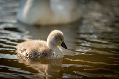 Close-up of swan swimming in lake