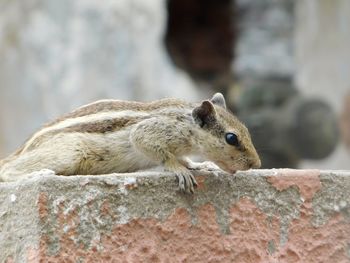 Close-up of squirrel on rock