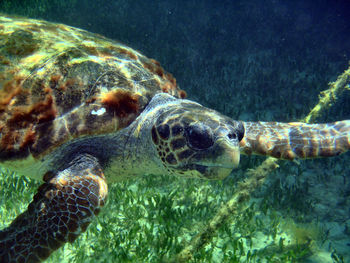 Wild turtle swimming 