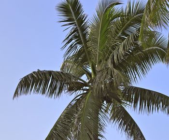 Low angle view of coconut palm tree against sky