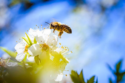 Close-up photo of a honey bee gathering nectar and spreading pollen on white flowers