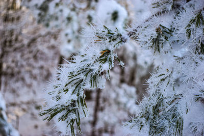 Close-up of pine tree during winter