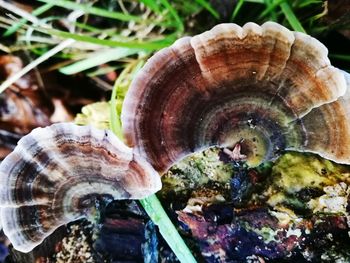 Close-up of mushroom