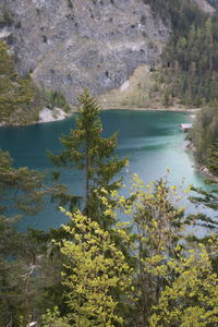 High angle view of tree by lake in forest