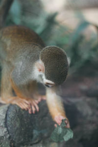 Close-up of squirrel