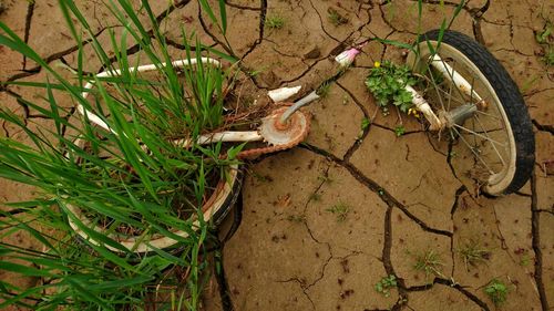 High angle view of grass